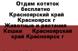 Отдам котяток бесплатно - Красноярский край, Красноярск г. Животные и растения » Кошки   . Красноярский край,Красноярск г.